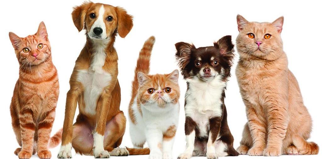 Доска объявлений о животных | ЗооТом - продажа, вязка и услуги для животных в Джанкое