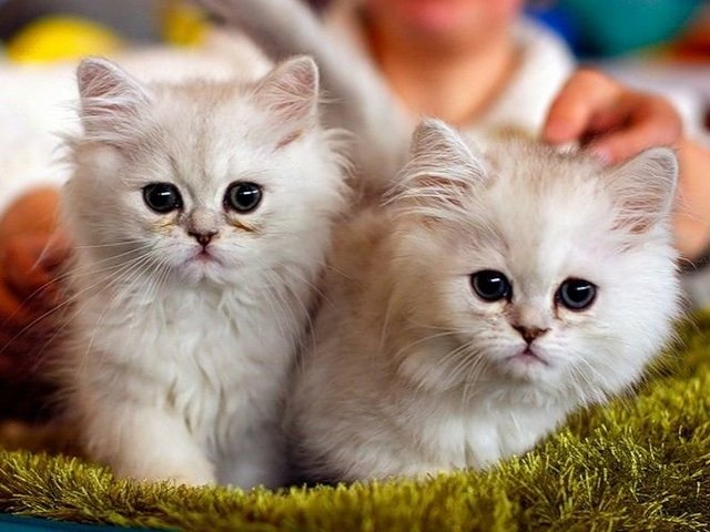 Породы кошек в Джанкое | ЗооТом портал о животных