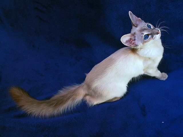 Выведенные породы кошек в Джанкое | ЗооТом портал о животных