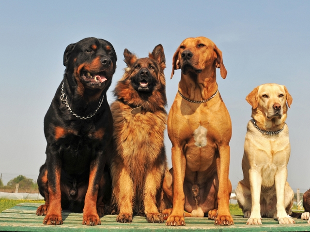 Крупные породы собак в Джанкое | ЗооТом портал о животных